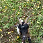 캠프장 Valley View In The Woods On A Farm *