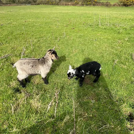 Valley View In The Woods On A Farm Feevaghmore