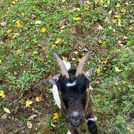 Кемпинг Valley View In The Woods On A Farm *