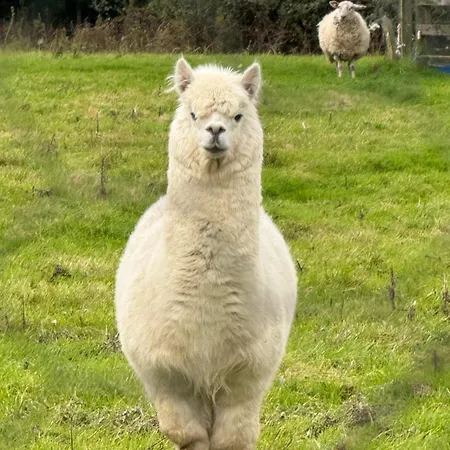 Valley View In The Woods On A Farm Кемпинг