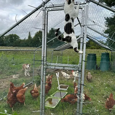 Camping Valley View In The Woods On A Farm