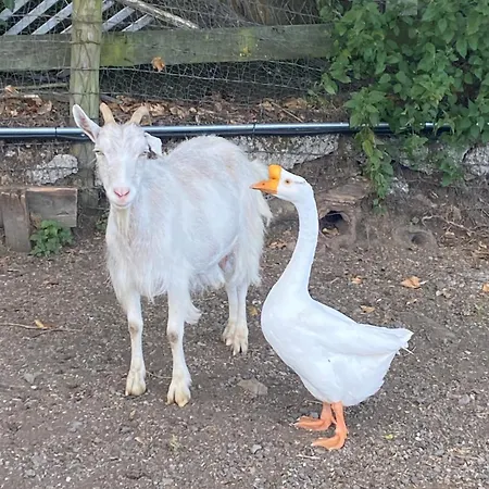 Camping Valley View In The Woods On A Farm Feevaghmore