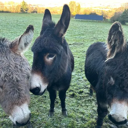 Camping Valley View In The Woods On A Farm Feevaghmore