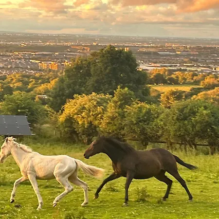 Campsite Valley View In The Woods On A Farm Dublin
