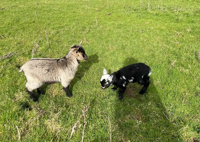Valley View In The Woods On A Farm Feevaghmore