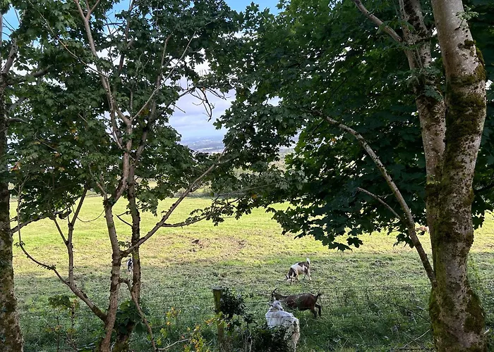 Camping Valley View In The Woods On A Farm *