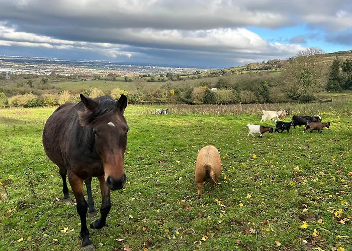 Camping Valley View In The Woods On A Farm