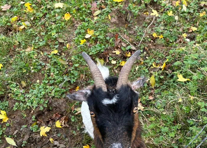 Camping Valley View In The Woods On A Farm *