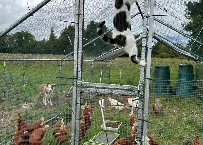 Camping Valley View In The Woods On A Farm