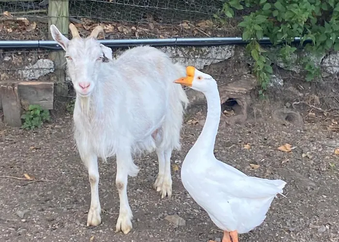 Kemp Valley View In The Woods On A Farm Feevaghmore