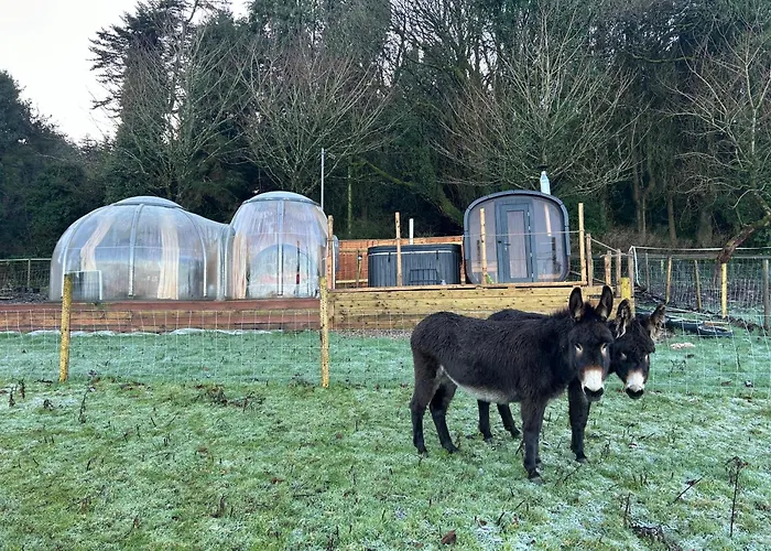 Camping Valley View In The Woods On A Farm Feevaghmore