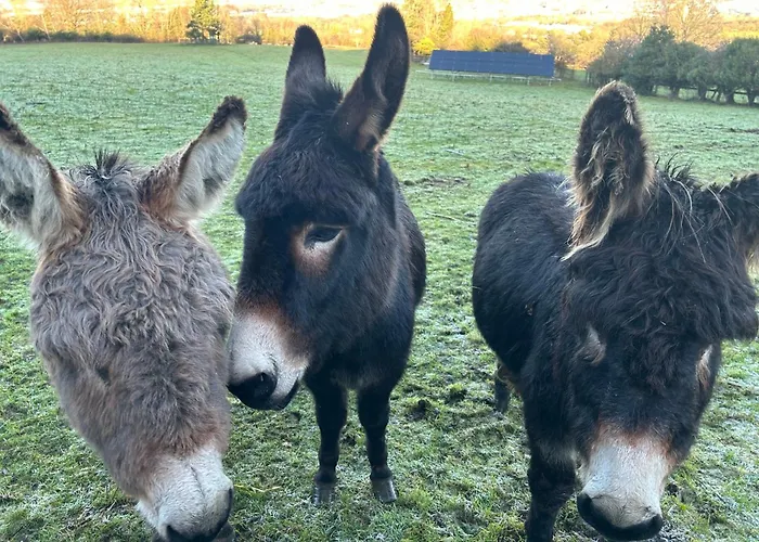 Camping Valley View In The Woods On A Farm Feevaghmore